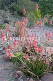 Image result for Aloe macrosiphon