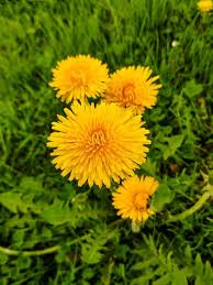 It is also effective on large areas such as lawn. Best Weed Killer For Flower Beds How I Get Rid Of