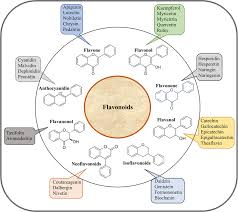Image result for Erythrococca trichogyne