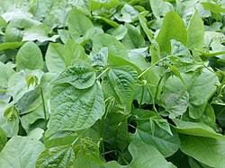 Image result for Lablab purpureus