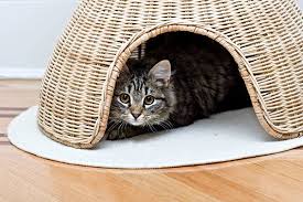 As cats age, they might get more particular about their litterbox. Blood In The Stool In Cats Symptoms Causes Diagnosis Treatment Recovery Management Cost