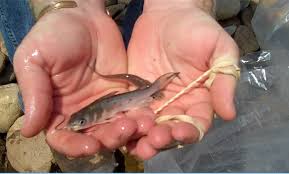 Baby Channel Catfish Google Search Channel Catfish Baby Catfish Catfish