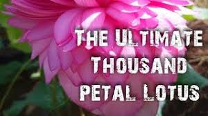 Die blüte kann über 2 wochen dauern! Thousand Petal Lotus A Natural Wonder Liliesnlotus Com Youtube