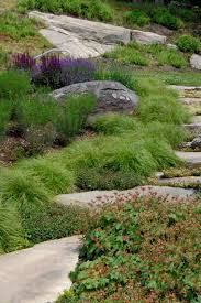 Image result for Carex sp.no.1