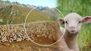 Elles permettent notamment d'obtenir les l'épaule est un morceau incontournable de l'agneau avec son fameux gigot. Vente D Agneau Et Foin De Crau Aop Moules Pres D Arles Et De Camargue