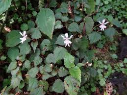 Image result for Impatiens bequaertii