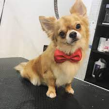 Obi Long Haired Chihuahua Long Haired Chihuahua Cute Chihuahua Chihuahua