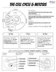 Cell Cycle Mitosis Notes And Microscope Lab Cell Cycle Mitosis Science Notes