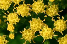 Image result for Delairea odorata