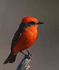 Grey Bird With Orange Wings Vermilion Flycatcher Santa Ana Nwr Texas Vermilion Flycatcher Flycatcher Pet Birds