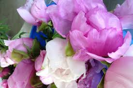 Check spelling or type a new query. Roses Set To Bloom A Month Early Abc News Australian Broadcasting Corporation