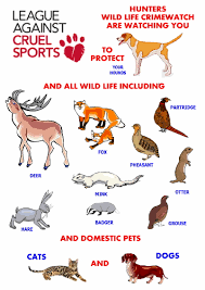 Here are facts to consider when you're wonde. A Small Victory For Cats Poc