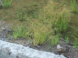 Image result for Cyperus tenuispica