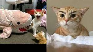 Kumpulan Meme Kocak Kucing Sesuai Jurusan Kuliah Bikin Kamu Auto Ngakak Pol