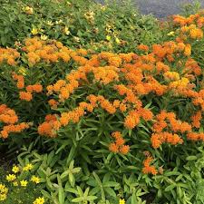 Image result for Asclepias albens