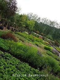 Heidegarten Kessler Baumschule Pflanzen Fur Ihren Garten Heidegarten Garten Pflanzen