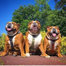 the great british bulldog s instagram profile post family diary of prunelle to feature your bulldog working dogs breeds best dog breeds bulldog