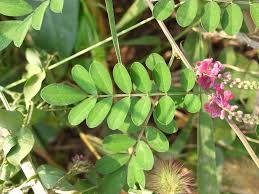Image result for Indigofera garckeana