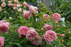 ジュビリー・セレブレーション | ローズガーデン | 白い恋人パーク