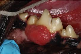 In slide, the extent of their web site is what does mouth cancer look like displayed. Dog Cat Oral Tumors Sacramento Veterinary Dentistry Services