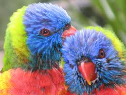Photo Of Baby Rainbow Lorikeets Hummingbird Pictures Pet Birds Beautiful Birds