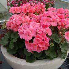 Maybe you would like to learn more about one of these? Flowering Plants To Grow Indoors Official Blog Of Park Seed