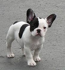 Pied shouldn't be confused with brindle. French Bulldog Colors Dream Valley Frenchies