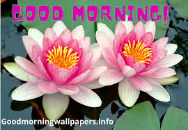 Sending these beautiful good morning images with flowers for your loved ones will make the best feeling for someone, whom receive your greetings on morning, and its the best way to let them know that you. Beautiful Good Morning Lily Lotus Flower Images Hd Latest 2021 Collection