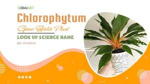 Image result for Chlorophytum macrosporum
