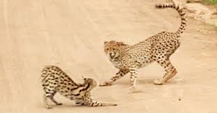 Serval cats are domesticated in some households, but they are still wild animals. Cat Fight Serval Holds Its Own In A Showdown With A Cheetah Animal Behaviour Earth Touch News