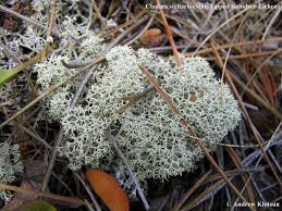 Image result for Cladina  stellaris