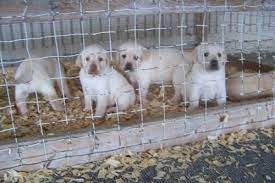 We did not find results for: Akc Lab Puppies For Sale In Bryan Ohio Classified Americanlisted Com