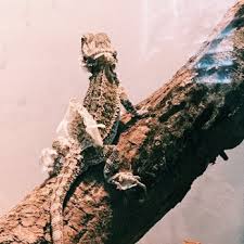Plus, the feeders are delivered right. Reptile Hut Exotic Pet Store Closed 23 Photos Reptile Shops 15 S Wayne Ave Columbus Oh Phone Number Yelp