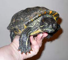 All albino red eared slider turtles come with a live arrival guarantee for piece of mind. How Popular Pet Turtles Became Popular Theturtleroom