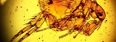 8 Home Remedies To Get Rid Of Fleas Rentokil Pest Control
