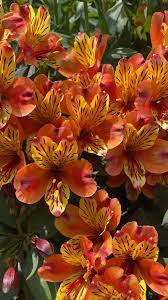 Alstroemeria Indian Summer Video Flower Garden Alstroemeria Alstroemeria Plants