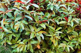 Image result for Excoecaria