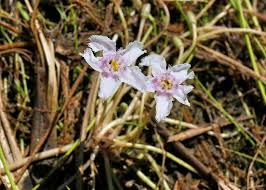 Image result for Menyanthaceae