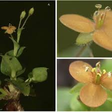 Image result for Commelina mascarenica