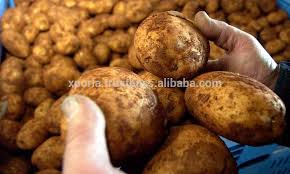 There are no pesticides, contaminants, chemicals or toxins involved! Potato Unprocessed White Indonesia Origin Buy White Potato Indonesia Potato Chips Product On Alibaba Com
