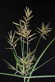 Image result for Pycreus macrostachyus