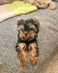 Her sire is moody blue asher of yorkiehouse and her dam is taylor made parti with carmel. Male Teacup Yorkie Puppy For Sale Parti Yorkie Puppies Near Me Puppy