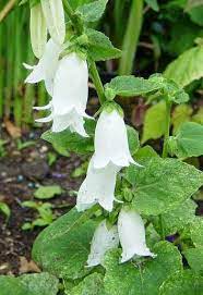 Campanula Makashvilii Chimeny Bells Campanula Annual Plants White Gardens
