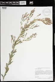 Image result for Acacia adenocalyx