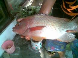 Amirul Rosid Al Farizi Budidaya Ikan Nila