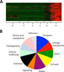 Maybe you would like to learn more about one of these? Proteomic Analysis Of Phytophthora Infestans Reveals The Importance Of Cell Wall Proteins In Pathogenicity Molecular Cellular Proteomics