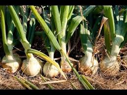 Pendant l'histoire récente, des régions tropicales du monde plus sévèrement ont été affectées par des maladies infectieuses par rapport au monde tempéré. Comment Identifier Et Traiter Les Maladies Ravageurs Et Carences Des Cultures D Oignon Youtube