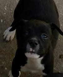 Find an adoption event near you. Lake Nona Petsmart Lotsa Love Pet Rescue Adoptions Facebook