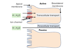 Image result for Transtubular Potassium Gradient