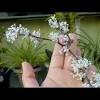 Related:callisia repens bianca tradescantia callisia repens pink callisia repens variegated. Https Encrypted Tbn0 Gstatic Com Images Q Tbn And9gctvisoyjefkwbxhtzybd0luqg5it3hmzxwjyqqlx9q Usqp Cau
